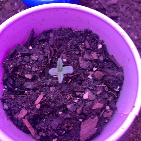 Brandi Ross growlog photo: True leaves speouted