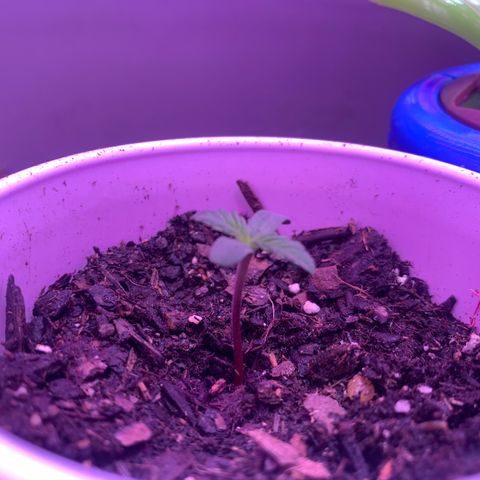 Brandi Ross growlog timeline photo