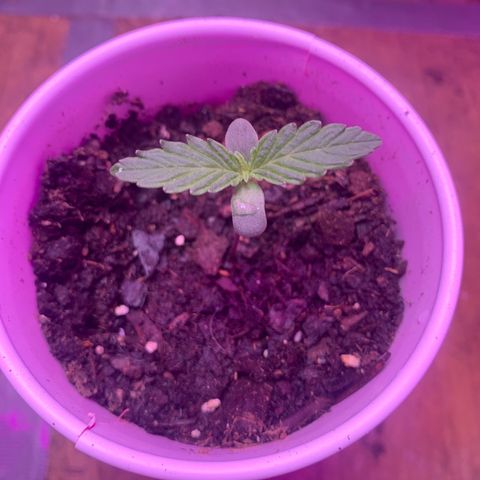 Brandi Ross growlog timeline photo