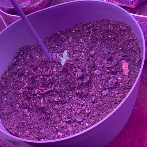 Brandi Ross growlog timeline photo