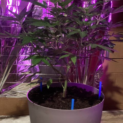Brandi Ross growlog timeline photo