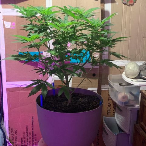 Brandi Ross growlog photo: Day 7 preflower 