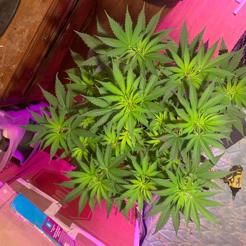 Brandi Ross growlog timeline photo