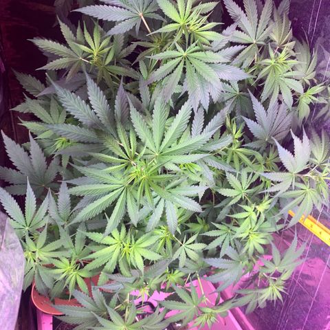 Brandi Ross growlog timeline photo