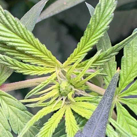 Brandi Ross growlog photo: Buds are Forming