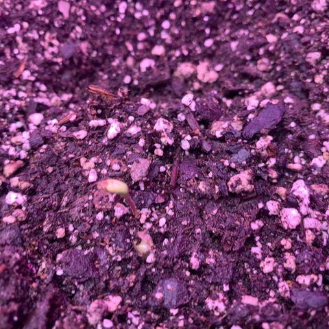 Pookie Marie growlog photo: Seedling Sprouted