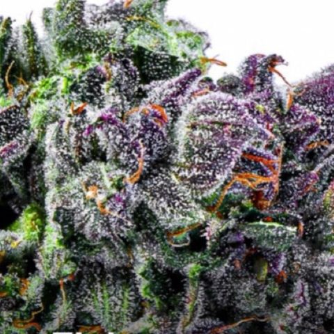 Pookie Marie growlog timeline photo