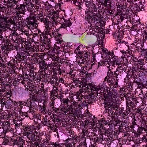 Pookie Marie growlog photo: Cotyledon and true leaves sprouted from soil