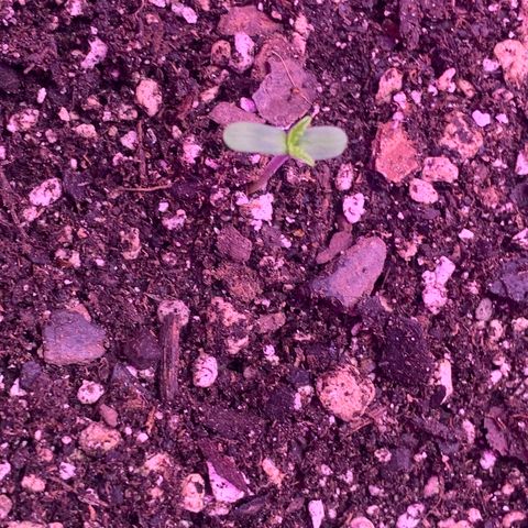 Pookie Marie growlog timeline photo