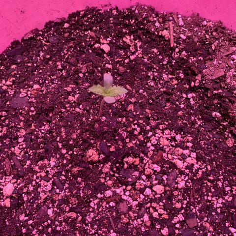 Pookie Marie growlog timeline photo