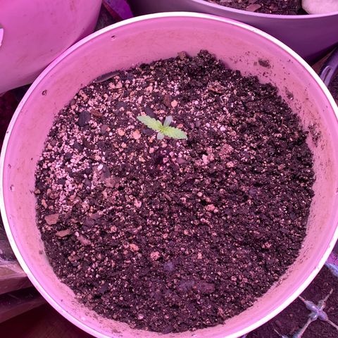 Pookie Marie growlog timeline photo