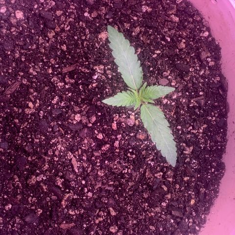 Pookie Marie growlog timeline photo