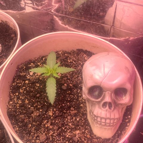 Pookie Marie growlog timeline photo