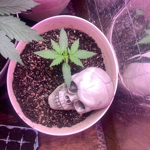 Pookie Marie growlog timeline photo
