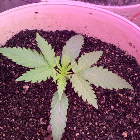 Pookie Marie growlog timeline photo
