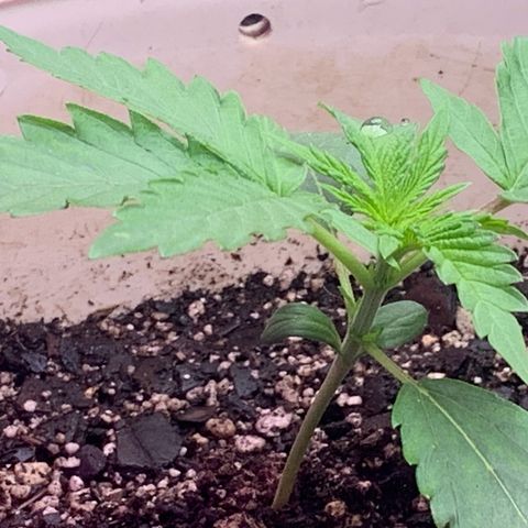Pookie Marie growlog timeline photo