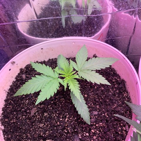 Pookie Marie growlog timeline photo