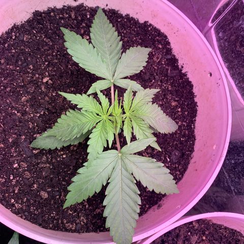 Pookie Marie growlog timeline photo