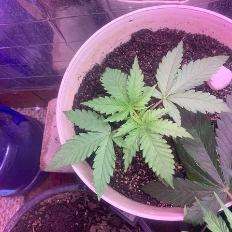 Pookie Marie growlog timeline photo