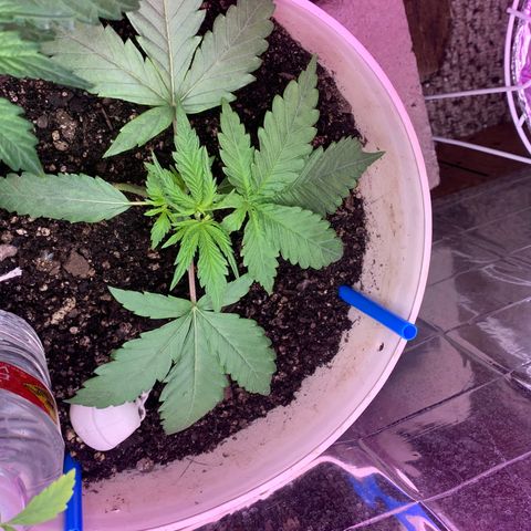 Pookie Marie growlog timeline photo