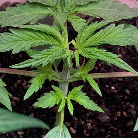 Pookie Marie growlog timeline photo