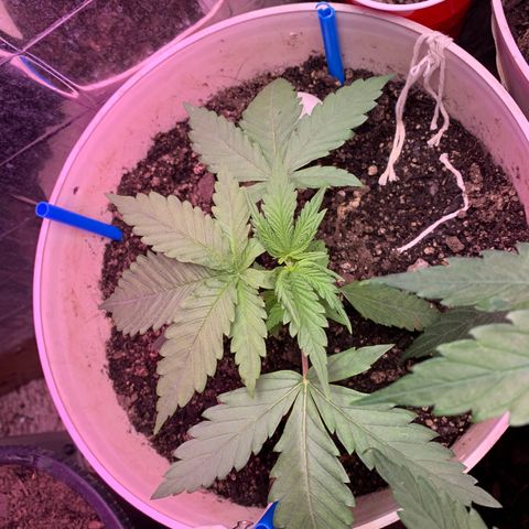 Pookie Marie growlog timeline photo