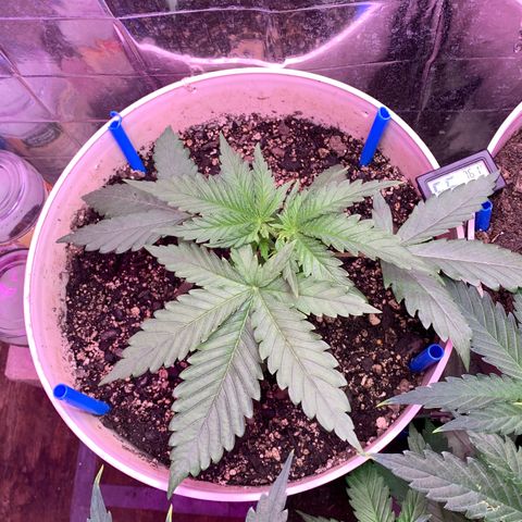 Pookie Marie growlog timeline photo