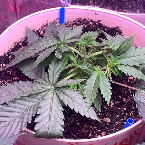 Pookie Marie growlog timeline photo