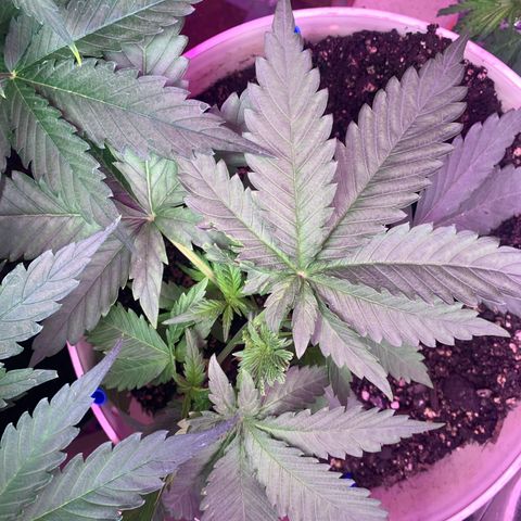 Pookie Marie growlog timeline photo