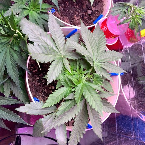 Pookie Marie growlog timeline photo