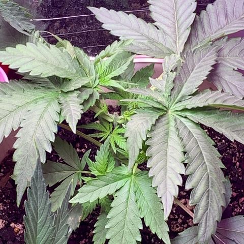 Pookie Marie growlog timeline photo
