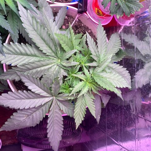 Pookie Marie growlog timeline photo