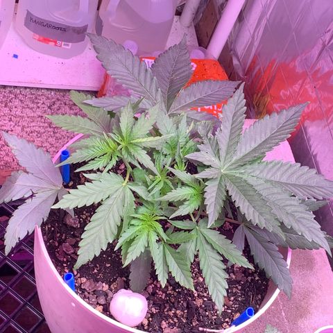 Pookie Marie growlog timeline photo