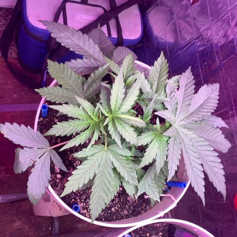 Pookie Marie growlog timeline photo