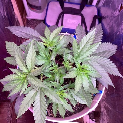 Pookie Marie growlog timeline photo