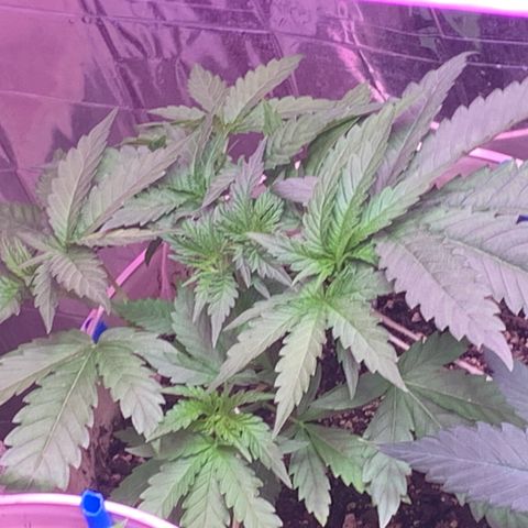 Pookie Marie growlog timeline photo