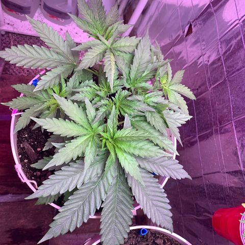 Pookie Marie growlog timeline photo
