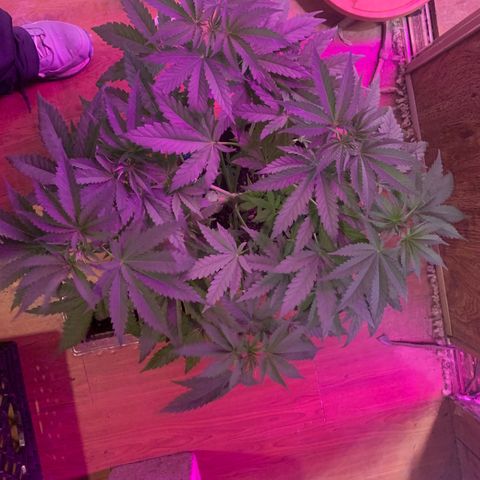 Pookie Marie growlog timeline photo