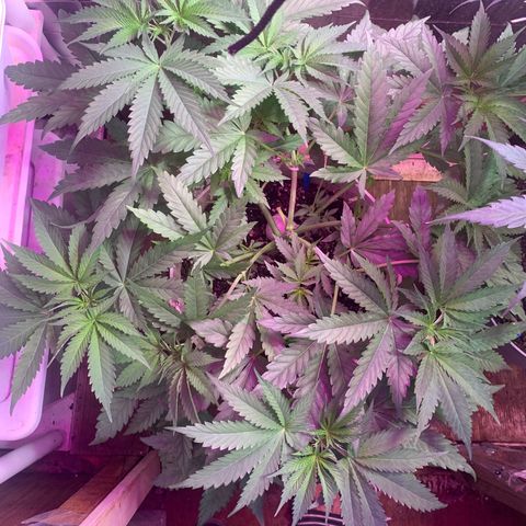 Pookie Marie growlog timeline photo