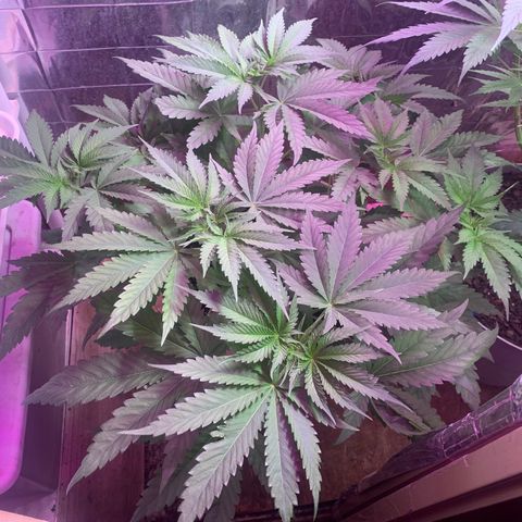 Pookie Marie growlog timeline photo