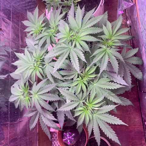 Pookie Marie growlog timeline photo
