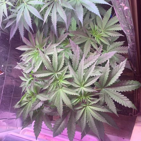 Pookie Marie growlog timeline photo