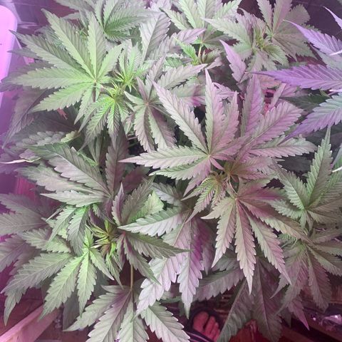 Pookie Marie growlog timeline photo