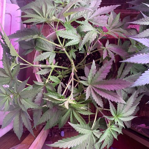 Pookie Marie growlog timeline photo