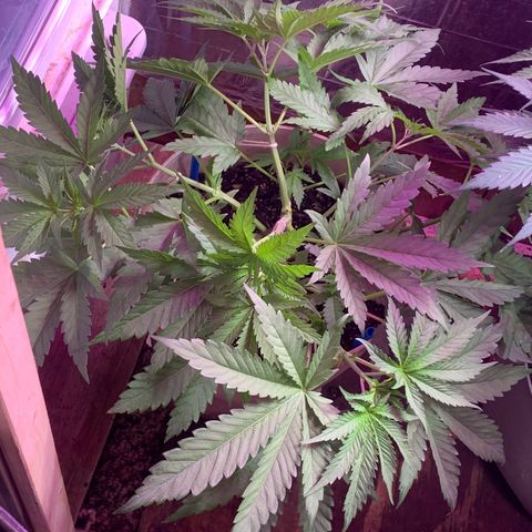 Pookie Marie growlog timeline photo