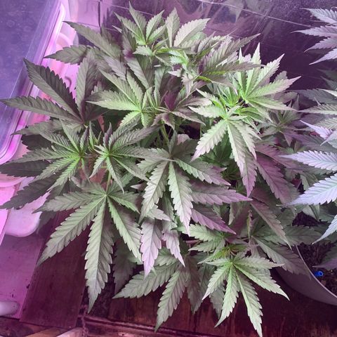 Pookie Marie growlog timeline photo