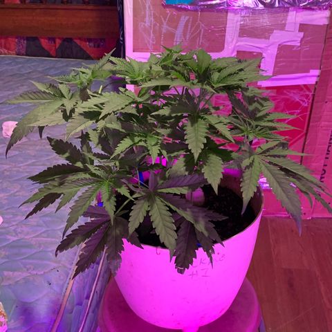 Pookie Marie growlog timeline photo