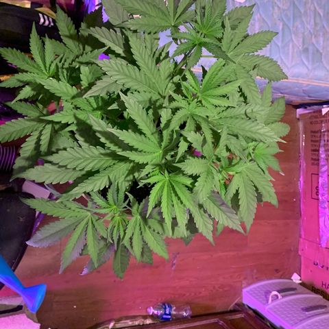 Pookie Marie growlog timeline photo