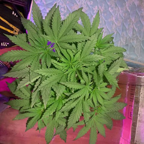 Pookie Marie growlog timeline photo