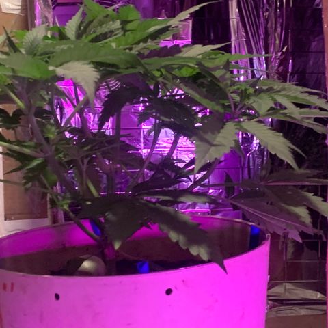 Pookie Marie growlog timeline photo